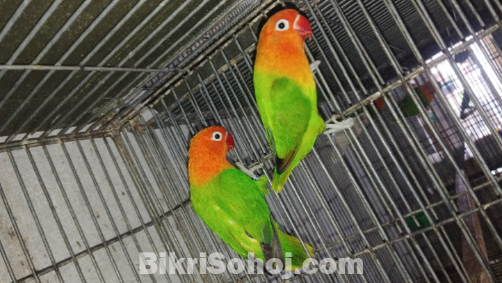 লাভ বার্ড